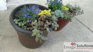 Potted flower arrangement